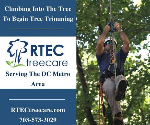 Tree Services: Tree Trimming