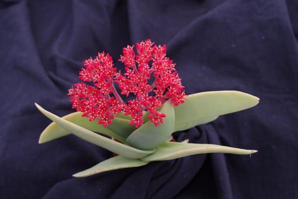 CRASSULA