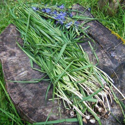 Cascadia Wild Naturalist Classes - Harvesting Camas