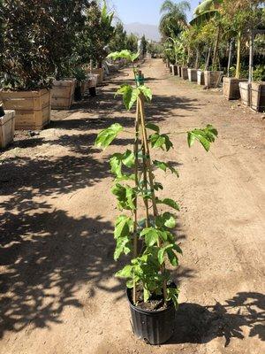 5gal Passion Fruit Vine