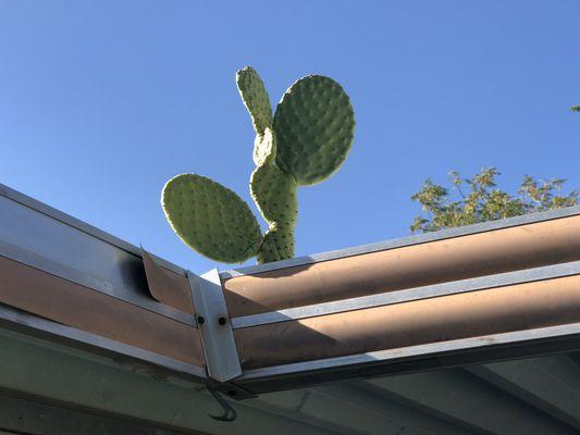 Wait, what? I have a cactus garden on my roof.