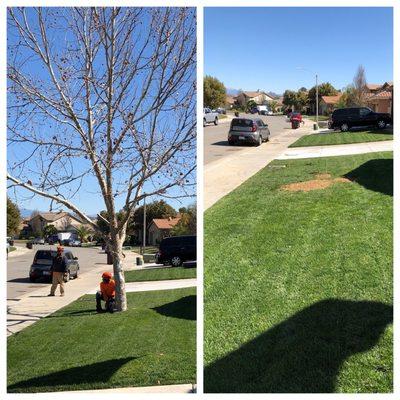 Dylan Dixon Tree Services did an AMAZING job removing this tree.