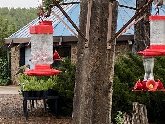 About a dozen hummers, broad tailed and rufous.