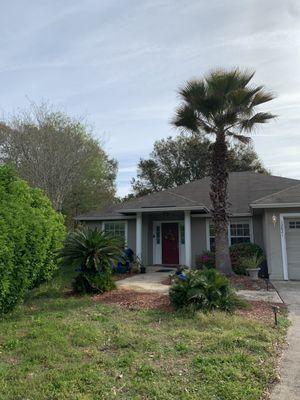 Front yard after arborists. Focused on Palm tree, and the removal of dead palm fronds.