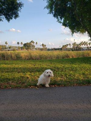 Muñeca having fun at the park.