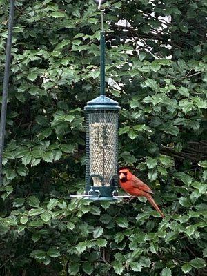 Cardinal