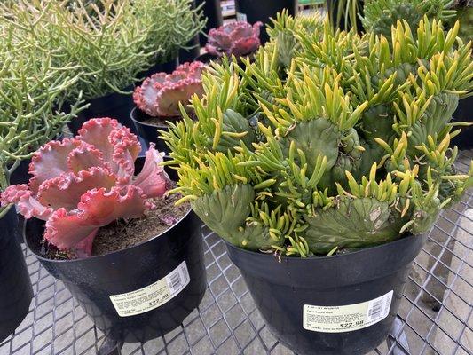 Echeveria Gorgon's Grotto and Eve's Needle Crest succulents