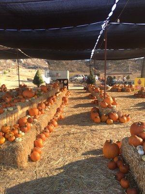 Pumpkin area.they also sell Christmas trees during the season