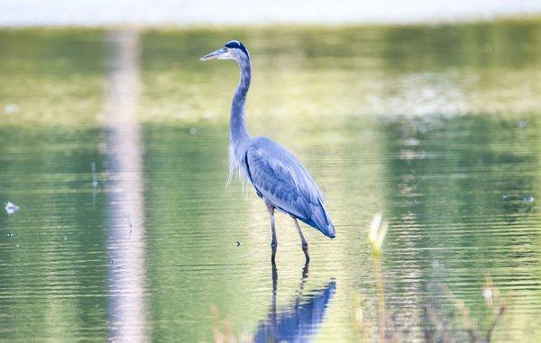 A Blue Heron at the Bog Garden