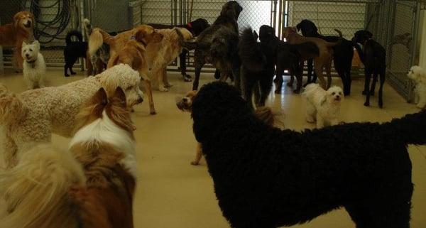 Doggie Daycare