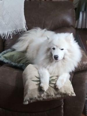 Luke likes to steel my seat in the recliner.