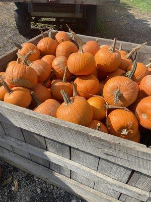 Pie Pumpkins