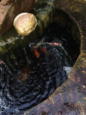 Koi in the fountain at the main house