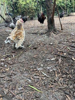 Chicken coop