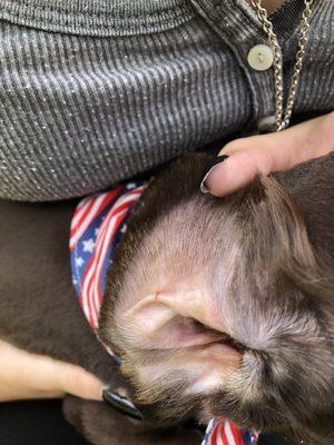 Small nick from clippers in pups ear-