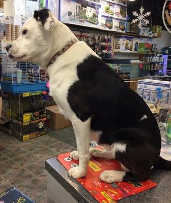 The owner's rescue dog, Panda, greets every customer