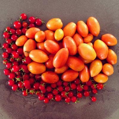 Tomatobration harvest