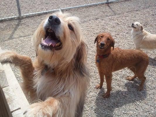 Dogs are grouped in small teams based on several factors, including size and temperament, for playtime during Doggie Daycare.