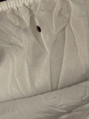 Bed bug