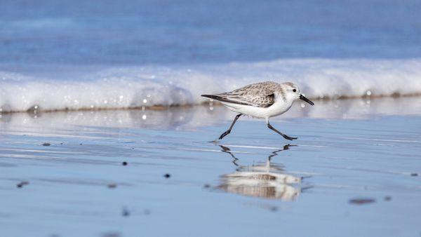 Pismo Beach