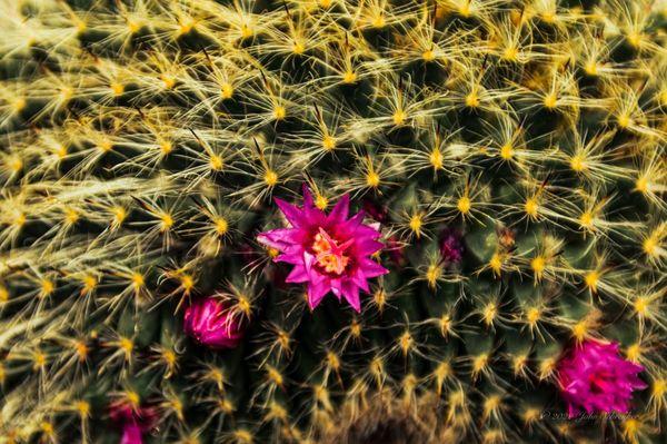 Flowering Cactus