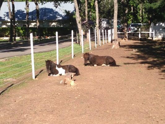 Gatsby and Forte enjoying the warm sun on a cool morning.