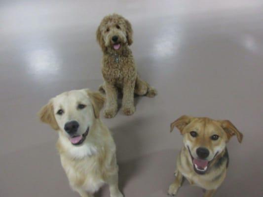 Some pics of our golden doodle at day care! Woof posts pictures everyday!