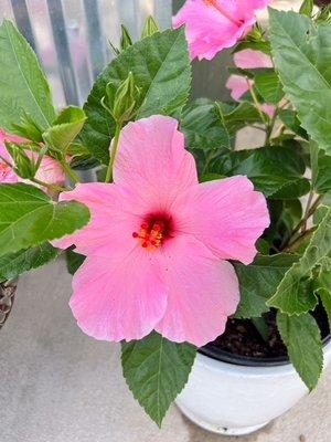 The perfect summer flower: Hibiscus!