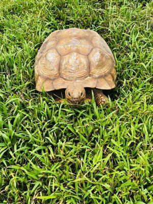 Three Ring Ranch Exotic Animal Sanctuary