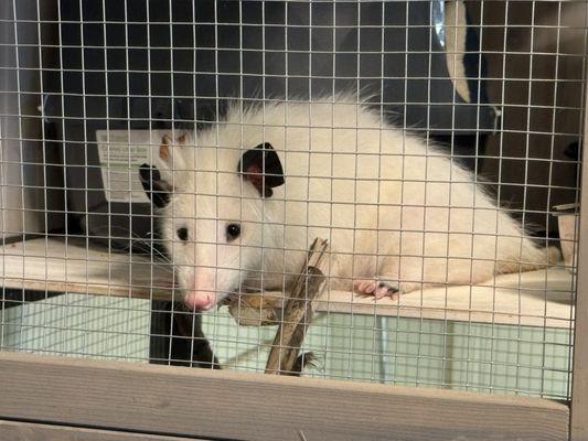 Virginia Opossum