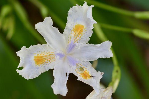 Alfred B. Maclay Gardens State Park