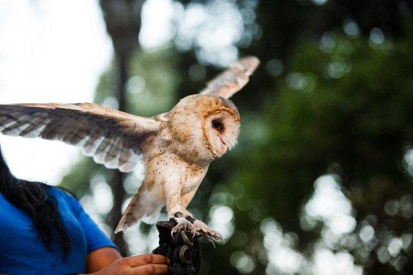 We keep owls in our vineyards to help make them sustainable and host an annual Owl Release Event every summer.