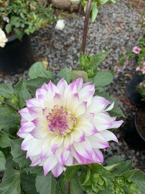 Gorgeous dahlia!