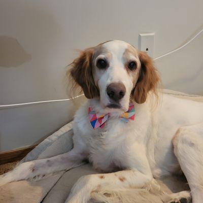 13 year old Bandit wearing his birthday bowtie!