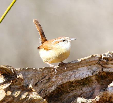 Carolina Wren