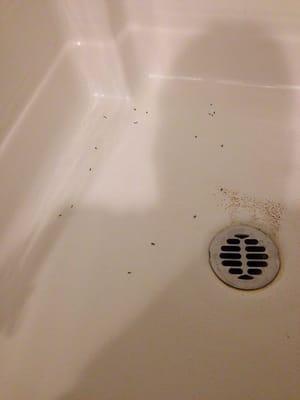 Back flow coming up from my shower.  Very disgusting.  Within minutes, the drain man fixed it for $39.