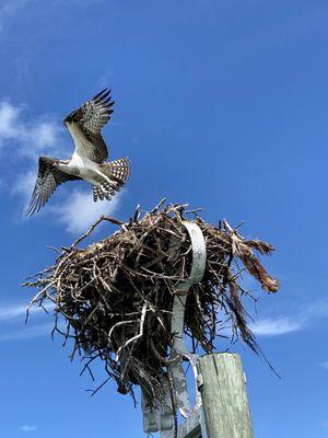 Osprey