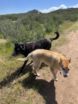 Our Labrador mix and shepherd mix.