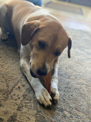 Maddie loves her real dog box treats!