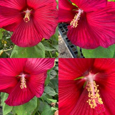 Hibiscus