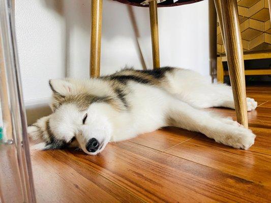 Freshly groomed Pomsky napping on his side