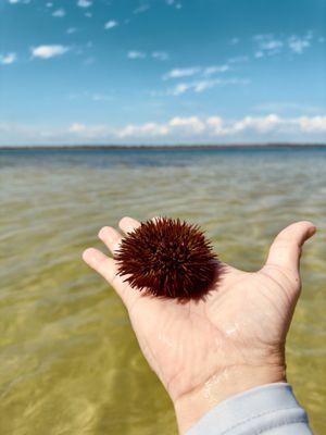 Sea Urchin