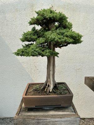 National Bonsai & Penjing Museum