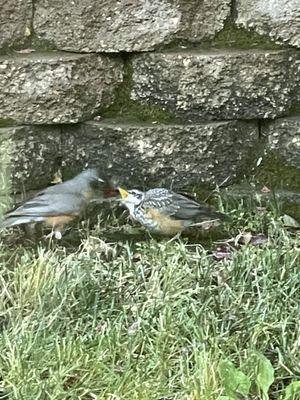 Mama robin feeding baby - backyard. Rancho Cordova, CA June 26, 2023