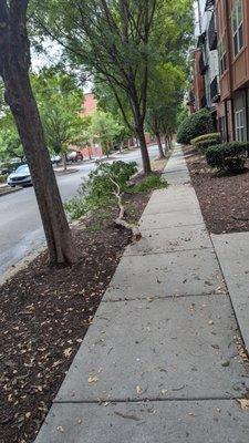 branches come down after a storm and will stay there for a week.