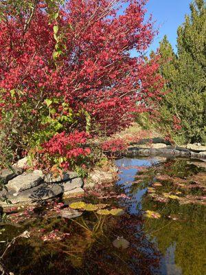 Lilypons Water Gardens