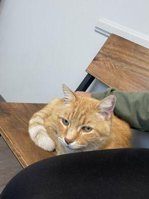 My pet comfy in their exam room.. because they allowed him to roam.