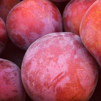 July 11, 2021  Black Velvet Apricots $4.99/lb.