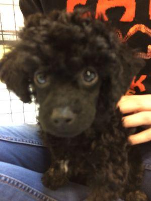 Toy Poodle Atlanta Georgia