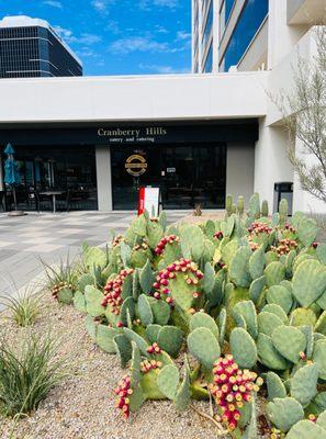 The front entrance of Cranberry Hills Eatery & Catering in Phoenix, AZ, is surrounded by a vibrant cactus garden, highlightin...